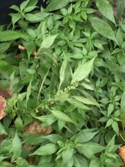 Parietaria officinalis