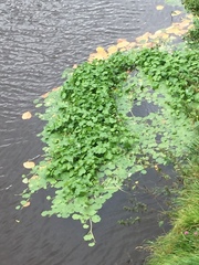 Hydrocotyle ranunculoides