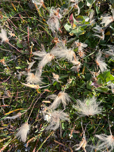 Entireleaf Mountain-Avens