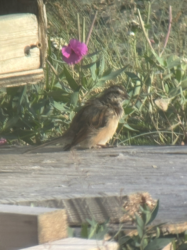 White-throated Sparrow