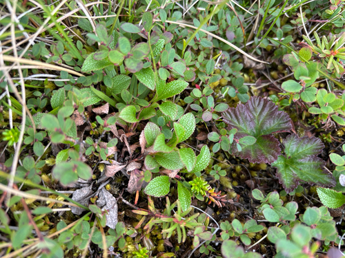alpine bearberry