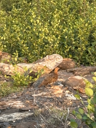 Willow Ptarmigan