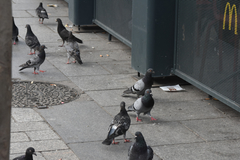 Columba livia domestica