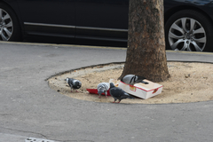 Columba livia domestica