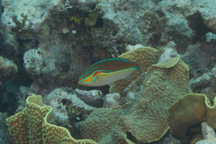 Stethojulis bandanensis
