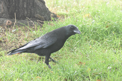 Corvus corone