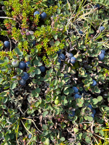 bog bilberry