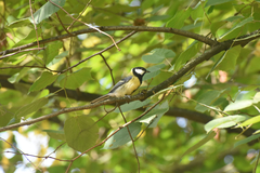 Parus major