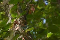 Certhia brachydactyla