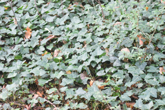 Hedera helix