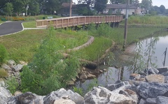 Amaranthus cannabinus