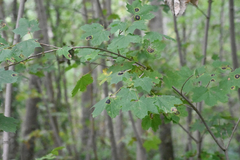 Acer platanoides