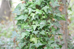 Hedera helix