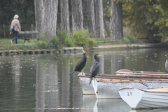 Phalacrocorax carbo