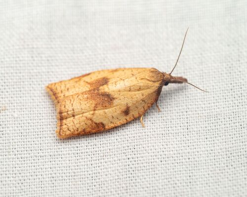 Mosaic Sparganothis Moth photo 3