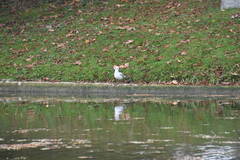 Chroicocephalus ridibundus