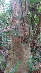 Cunninghamia