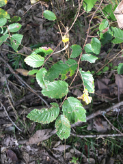 Myricaceae