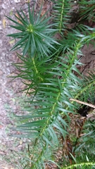 Cunninghamia