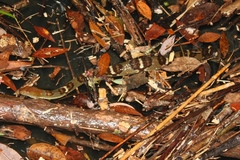Trimerodytes aequifasciatus