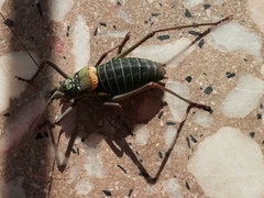 Lluciapomaresius asturiensis