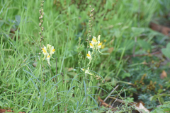 Linaria vulgaris