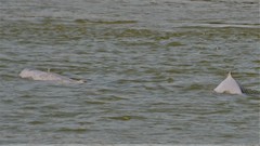 Orcaella brevirostris