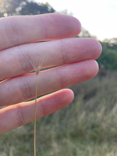 false rye barley (Hordeum secalinum)