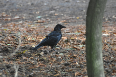 Corvus corone
