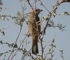 Hypocolius ampelinus