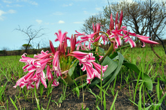Crinum stuhlmannii delagoense