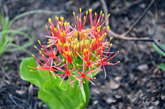 Scadoxus multiflorus multiflorus