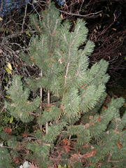 Pinus