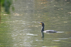 Phalacrocorax carbo