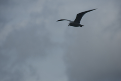 Chroicocephalus ridibundus