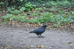Corvus corone