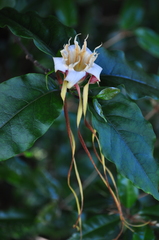 Strophanthus petersianus