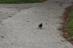 Columba livia domestica