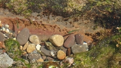 Bathygobius cocosensis