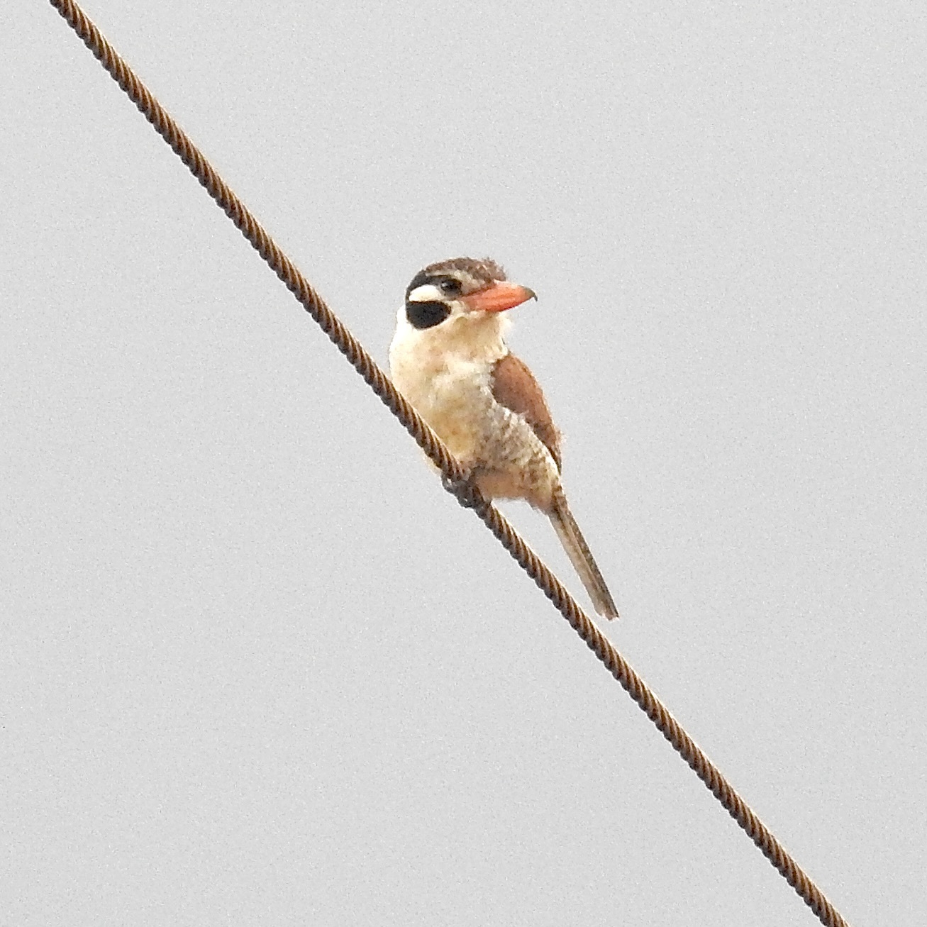 White-eared Puffbird illustration