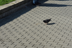 Columba livia domestica