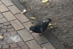 Columba livia domestica