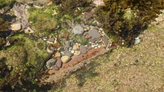 Bathygobius cocosensis