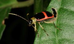 Paratriarius adonis