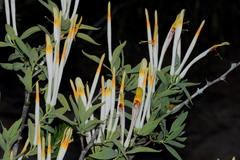 Agelanthus natalitius