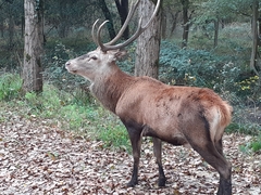 Cervus elaphus italicus