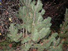 Pinus
