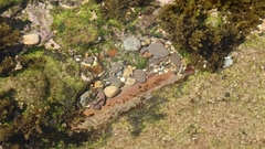 Bathygobius cocosensis