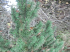 Pinus