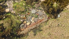 Bathygobius cocosensis